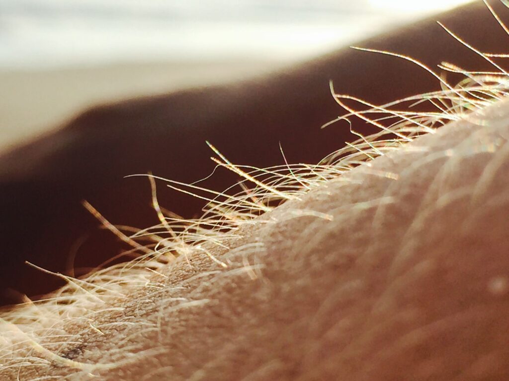 Backlit arm hair with lighter tips, showing why regrowth after shaving can look darker